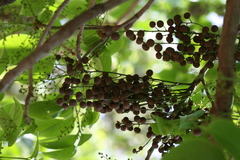Bischofia javanica